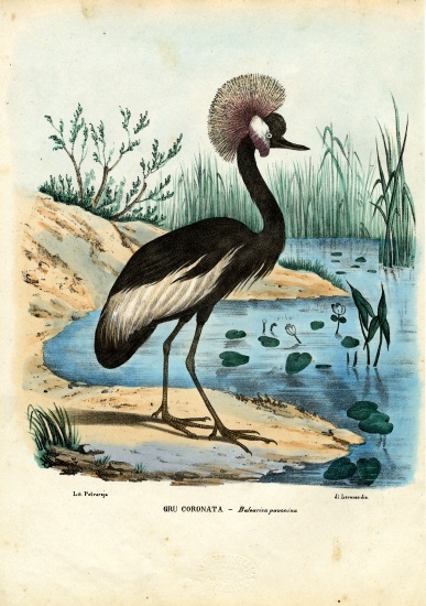Black-Crowned Crane van Raimundo Petraroja