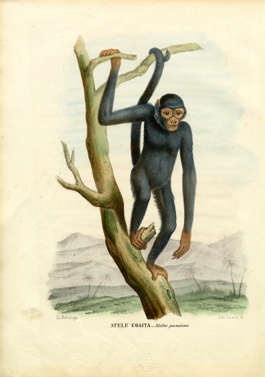 Black Spider Monkey van Raimundo Petraroja