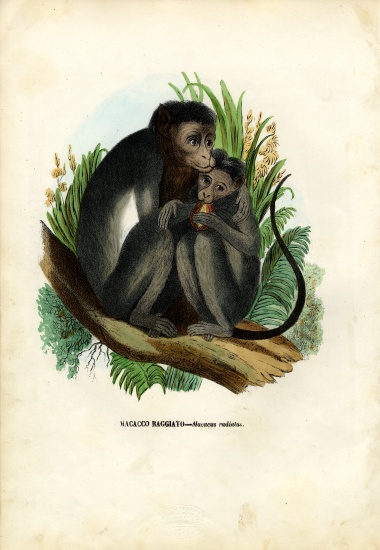 Bonnet Monkey van Raimundo Petraroja