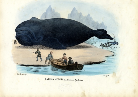 Bowhead Whale van Raimundo Petraroja