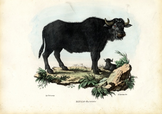 Buffalo van Raimundo Petraroja