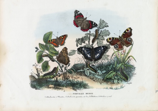 Butterflies van Raimundo Petraroja