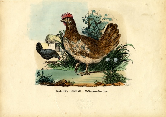 Chicken van Raimundo Petraroja