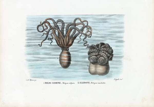 Common Octopus van Raimundo Petraroja