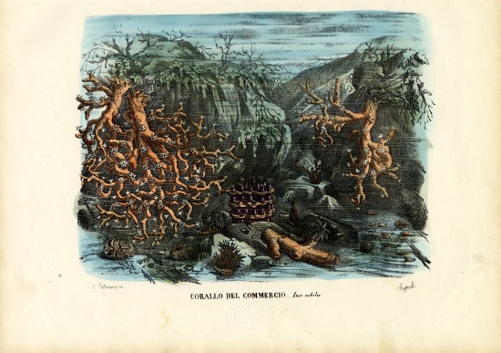 Corals van Raimundo Petraroja