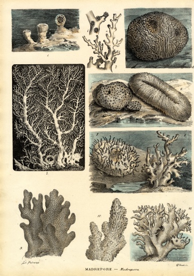 Corals van Raimundo Petraroja