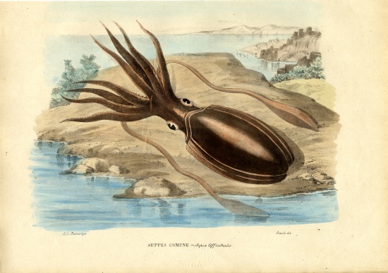 Cuttlefish van Raimundo Petraroja