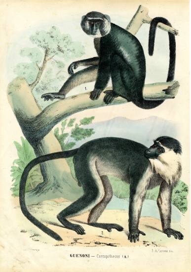 Diana Monkey van Raimundo Petraroja