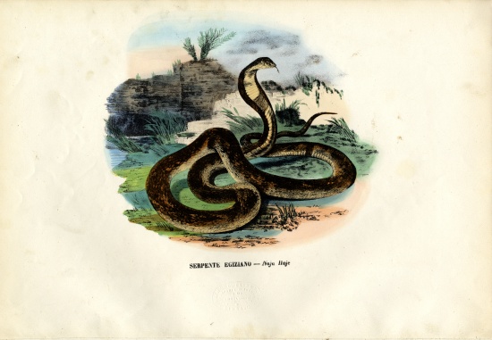 Egyptian Cobra van Raimundo Petraroja