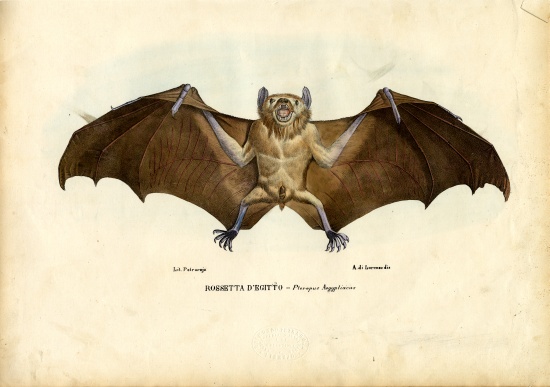 Egyptian Fruit Bat van Raimundo Petraroja