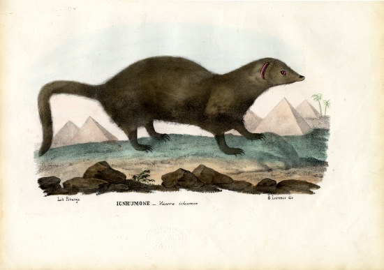 Egyptian Mongoose van Raimundo Petraroja