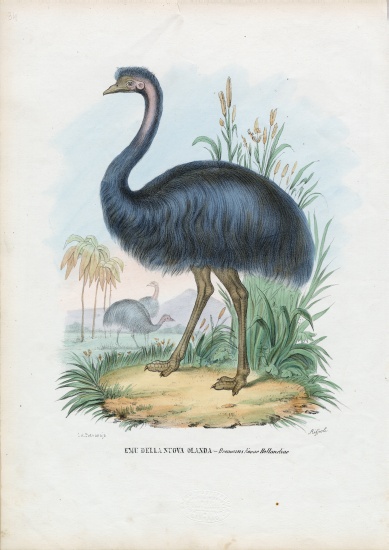 Emu van Raimundo Petraroja