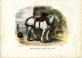 English Farm Horse