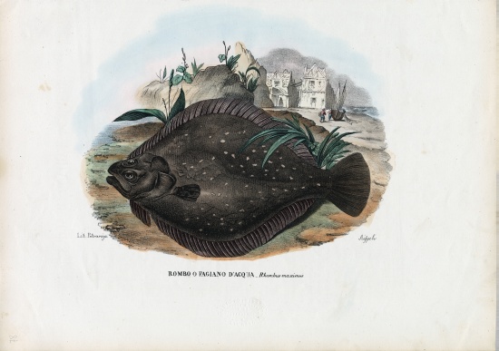 European Flounder van Raimundo Petraroja