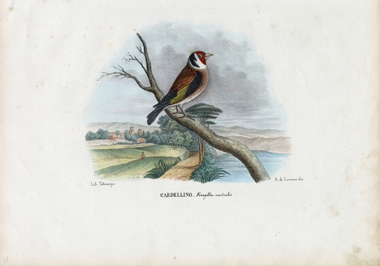 European Goldfinch van Raimundo Petraroja