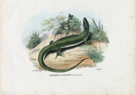 European Green Lizard van Raimundo Petraroja