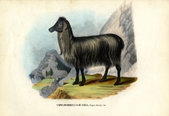 Feral Goat van Raimundo Petraroja
