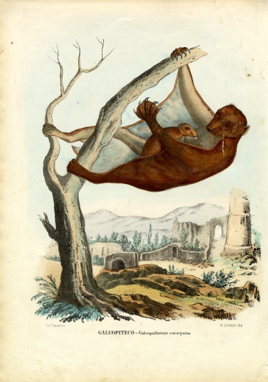 Flying Lemur van Raimundo Petraroja