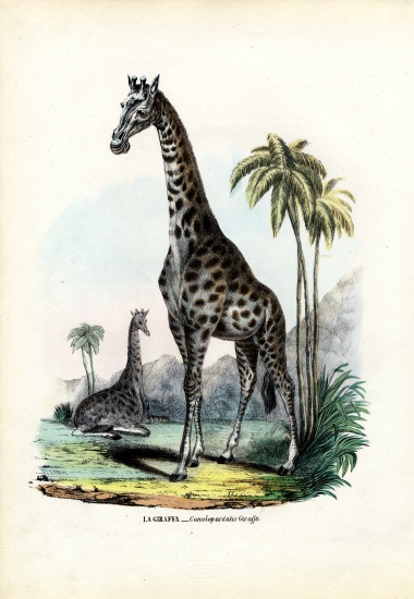 Giraffe van Raimundo Petraroja