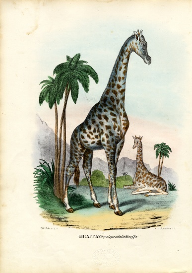 Giraffe van Raimundo Petraroja