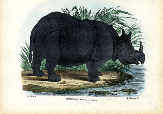 Greater One-Horned Rhinoceros van Raimundo Petraroja