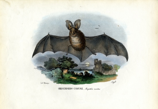 Grey Long-Eared Bat van Raimundo Petraroja