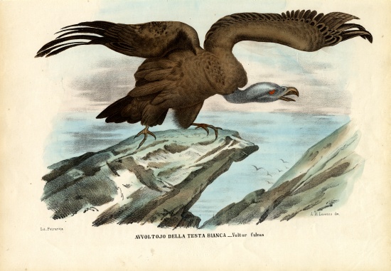 Griffon Vulture van Raimundo Petraroja