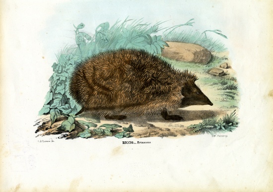 Hedgehog van Raimundo Petraroja