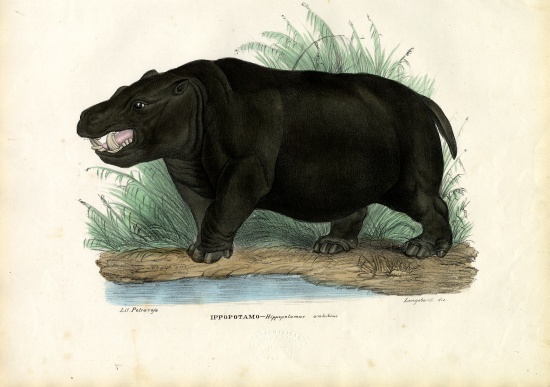 Hippo van Raimundo Petraroja