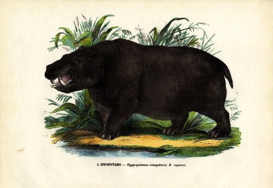 Hippo van Raimundo Petraroja