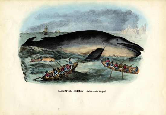 Humpback Whale van Raimundo Petraroja