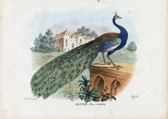 Indian Peafowl van Raimundo Petraroja