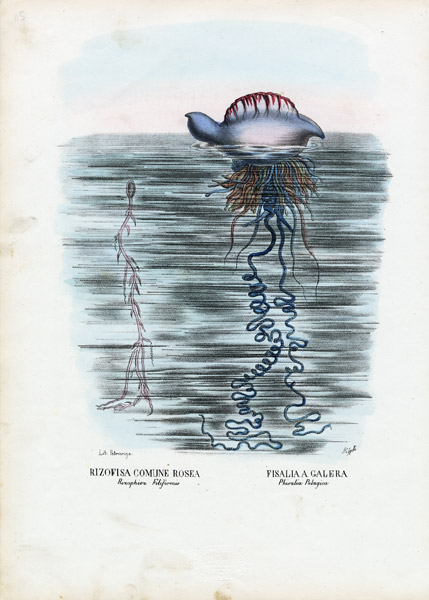 Jellyfish van Raimundo Petraroja