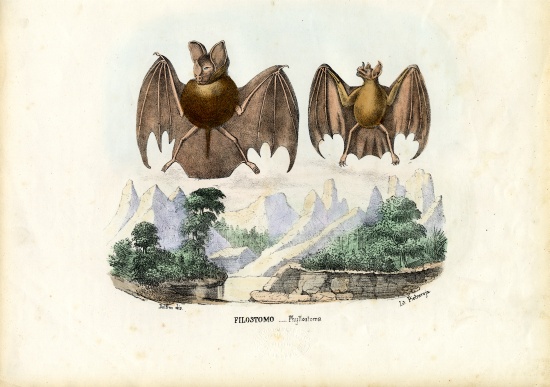Leaf-Nosed Bats van Raimundo Petraroja
