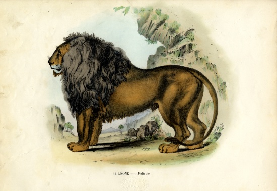 Lion van Raimundo Petraroja
