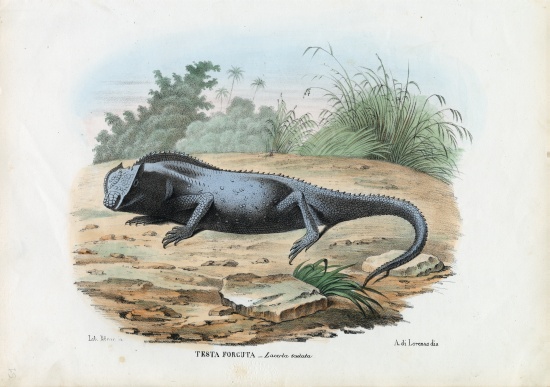 Lizard van Raimundo Petraroja