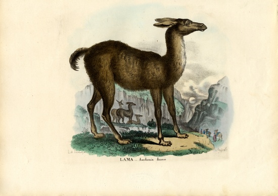 Llama van Raimundo Petraroja