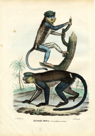 Mona Monkey van Raimundo Petraroja
