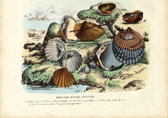 Mussels van Raimundo Petraroja