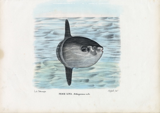 Ocean Sunfish van Raimundo Petraroja