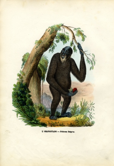 Orangoutan van Raimundo Petraroja