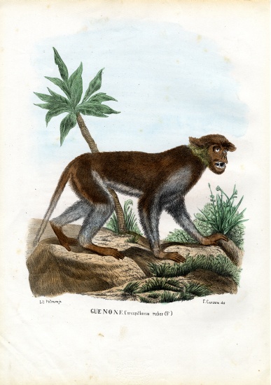 Patas Monkey van Raimundo Petraroja