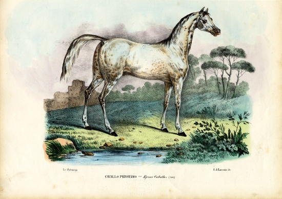 Persian Horse van Raimundo Petraroja