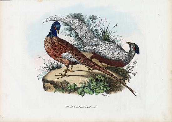 Pheasant van Raimundo Petraroja