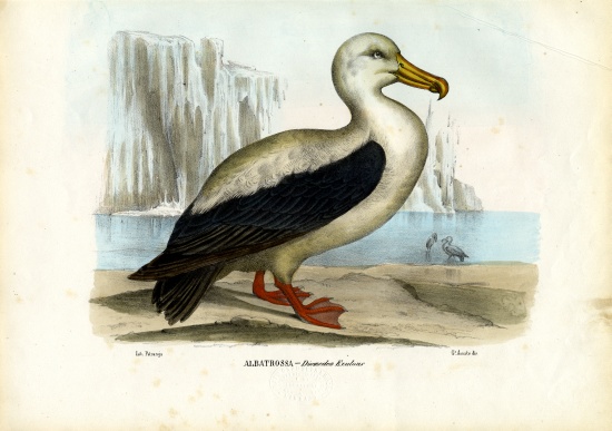 Royal Albatross van Raimundo Petraroja