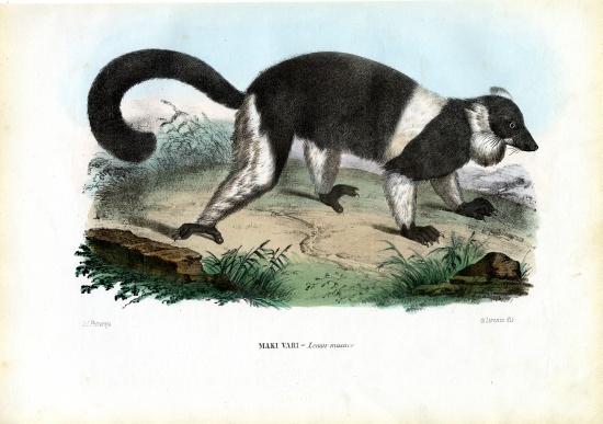 Ruffed Lemur van Raimundo Petraroja