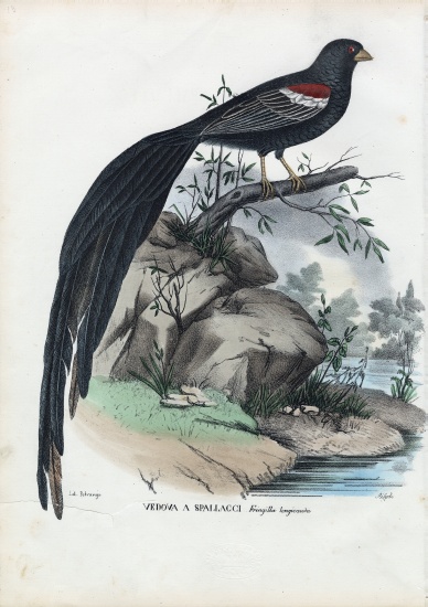 Siberian Finch van Raimundo Petraroja