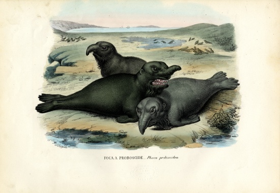Southern Elaphant Seal van Raimundo Petraroja