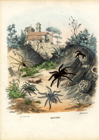 Spiders van Raimundo Petraroja