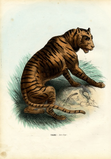 Tiger van Raimundo Petraroja